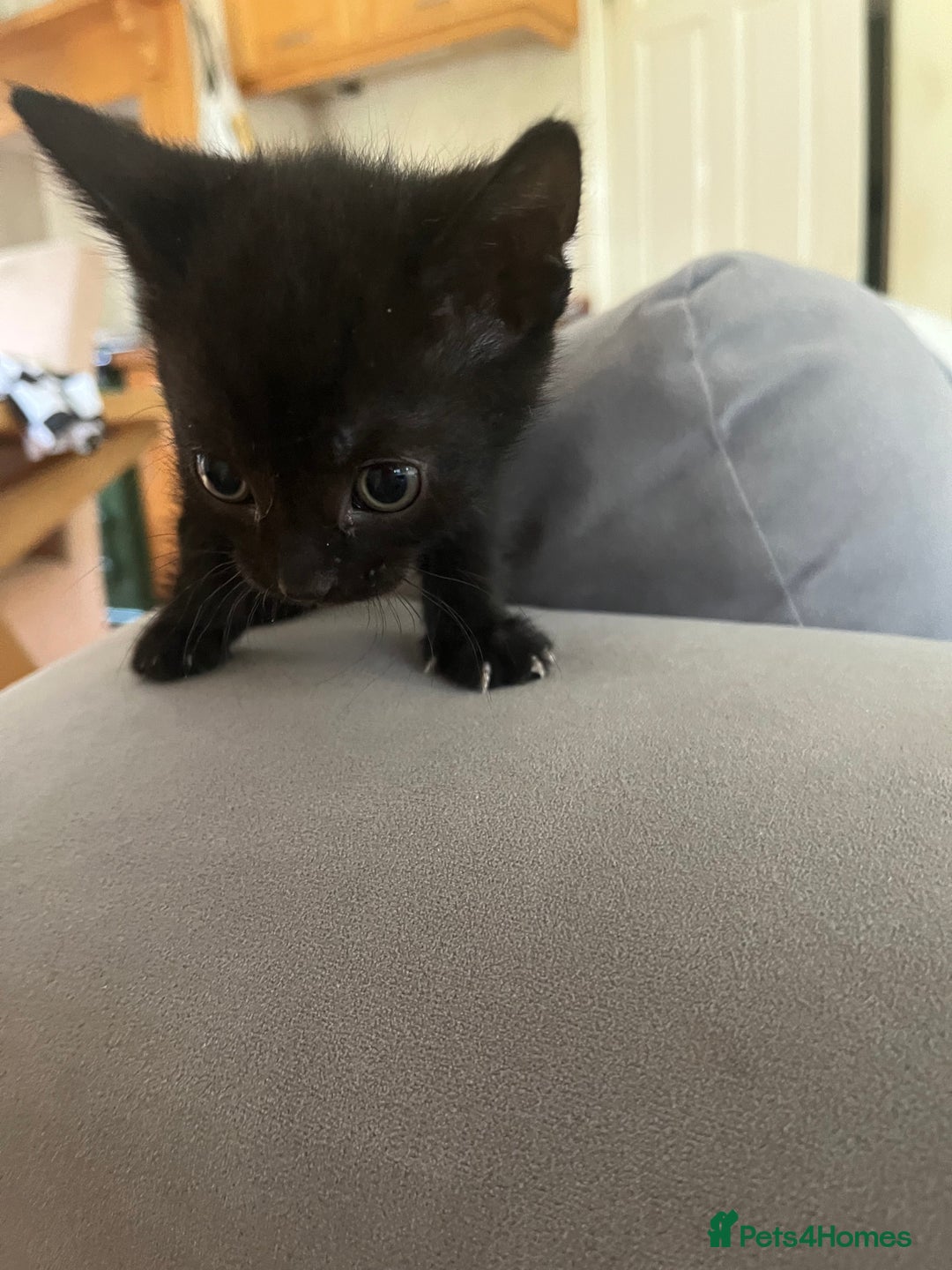Domestic Shorthair cats for sale: Kittens for sale £120 - Image 8