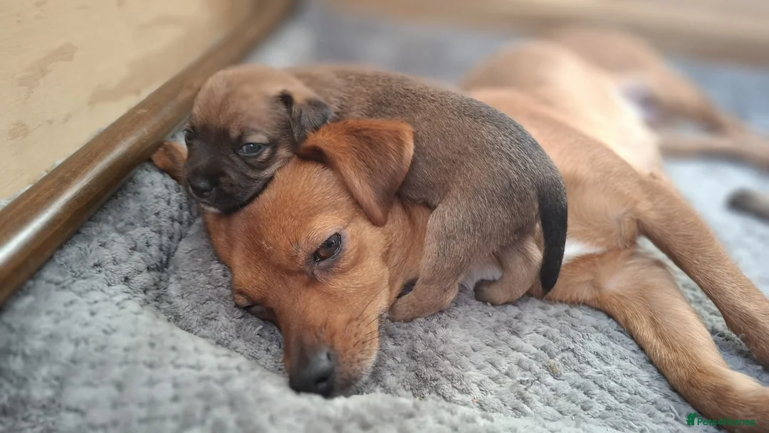Mixed Breed dogs for sale: Border Terrier Cross Puppies - Advert 4