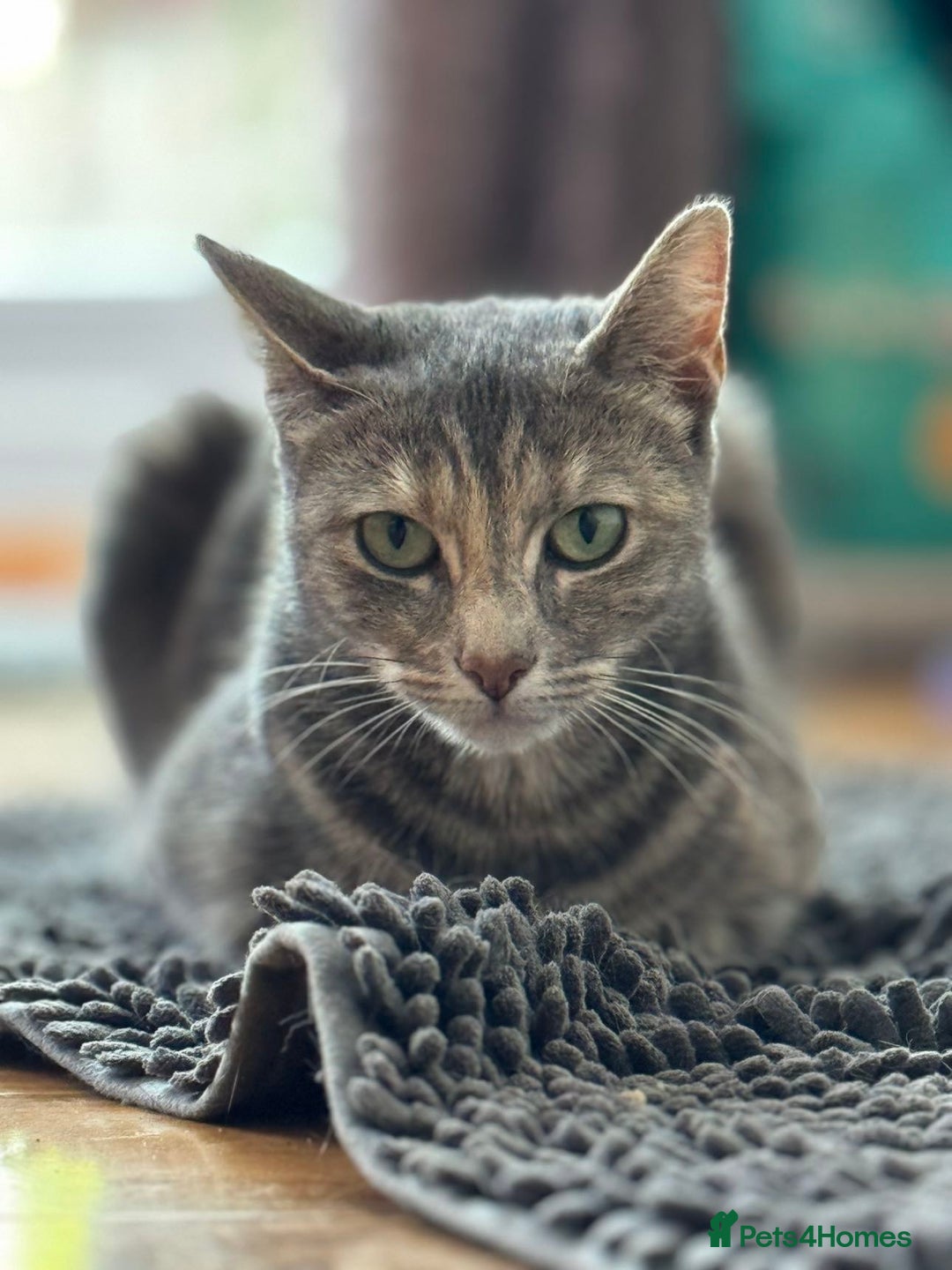 Mixed Breed cats for sale: In need of a loving new home  - Image 3