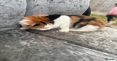 Maine Coon cats - Advert 7