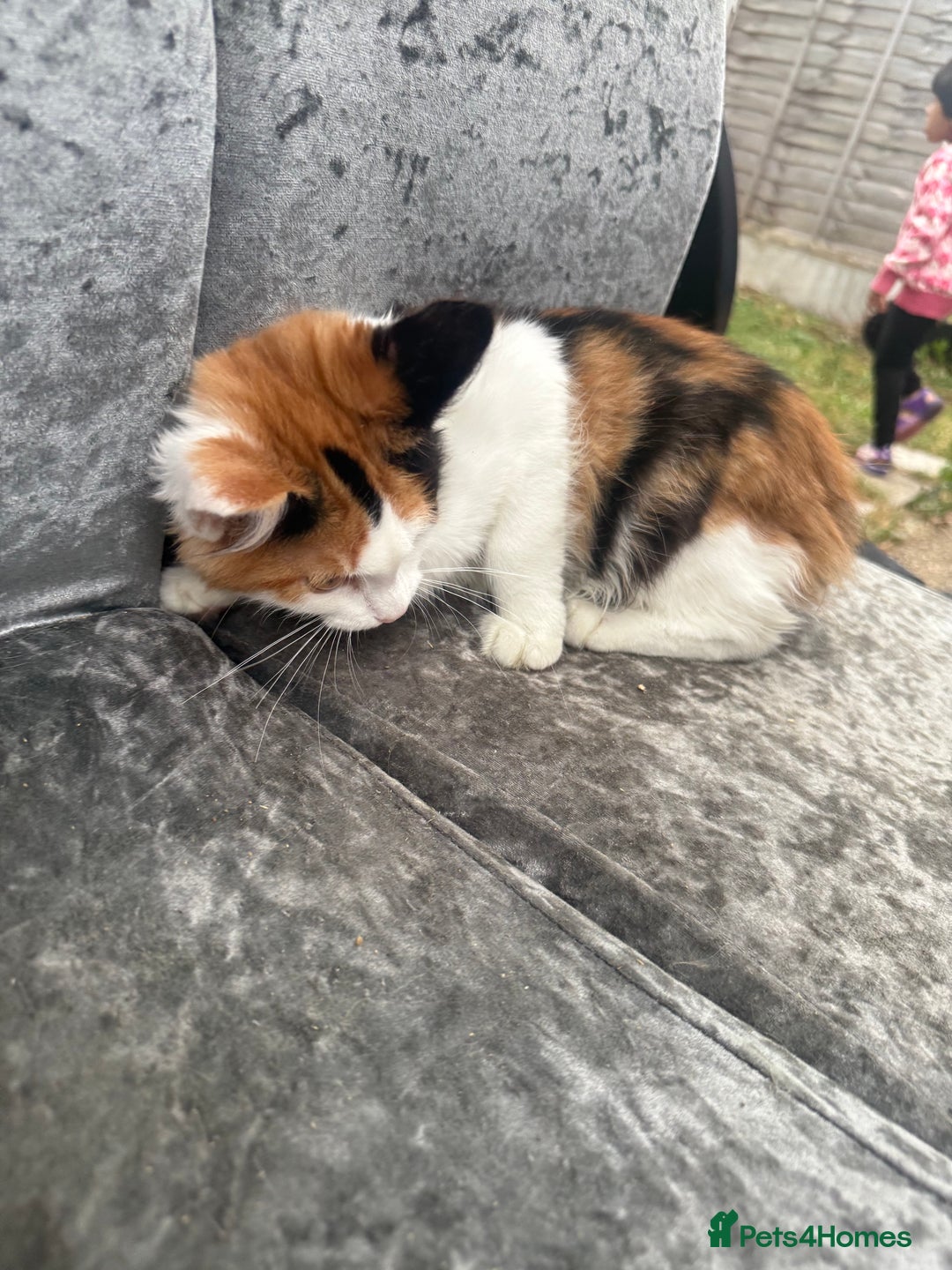 Maine Coon cats for sale: Mainecoon cross kitrens - Image 3