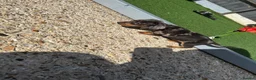 Dachshund dogs for sale: 4 beautiful boys  - Advert 19