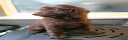 Australian Labradoodle dogs for sale: Gorgeous miniature labradoodle babies - Advert 12