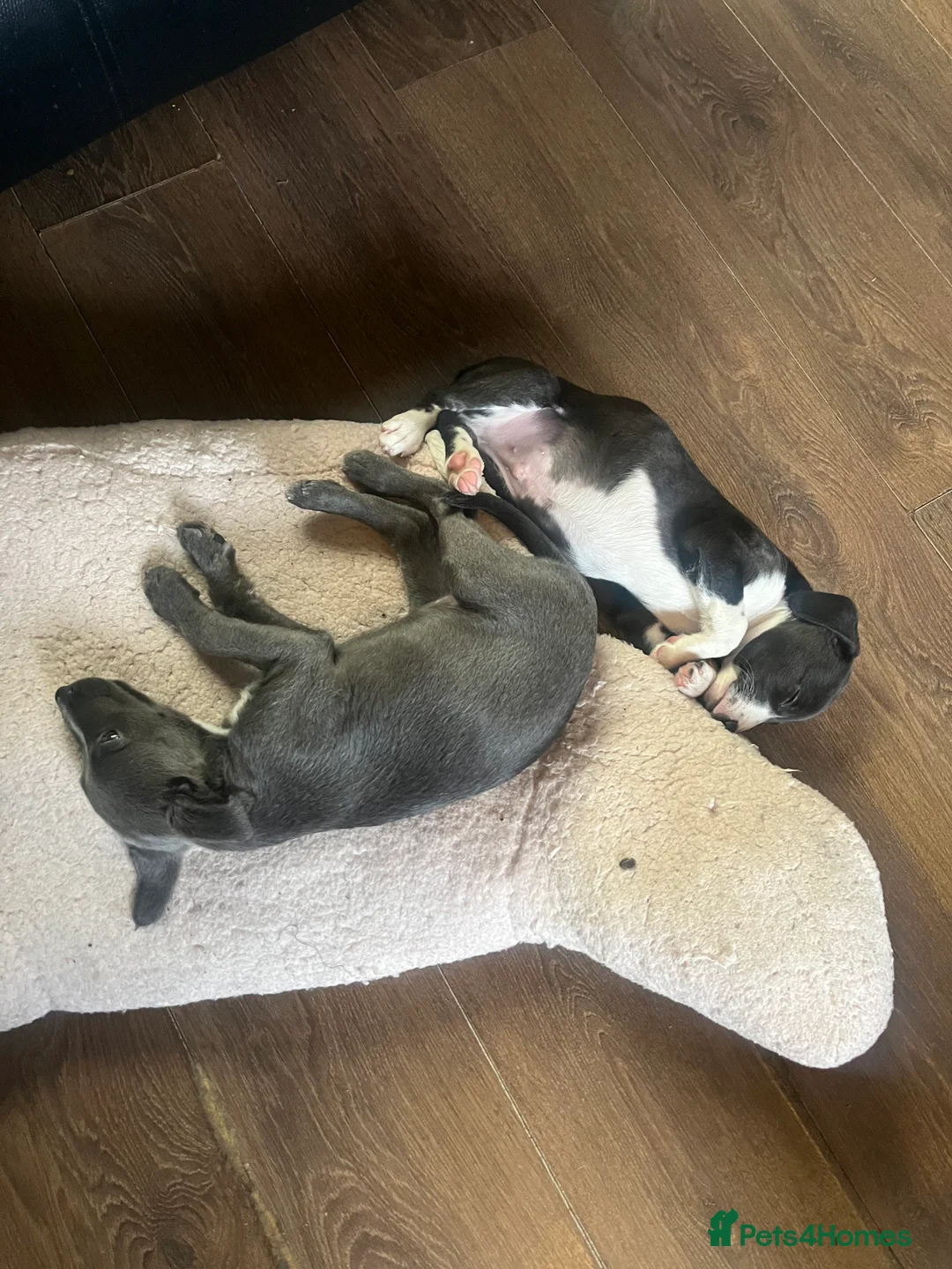 Lurcher dogs for sale: Bedlington Whippet pups for sale - Advert 5