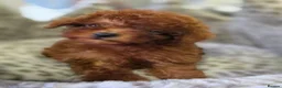 Toy Poodle dogs for sale: Asian toy poodle  - Advert 7