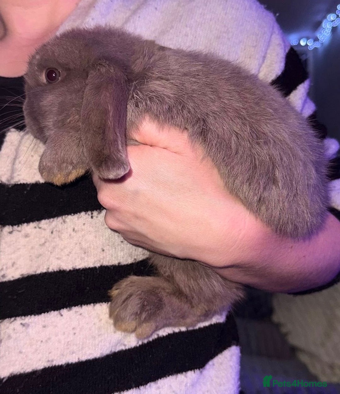 Mini Lop rabbits for sale: 🩷Beautiful Mini Lops🩷 ready now - Image 1