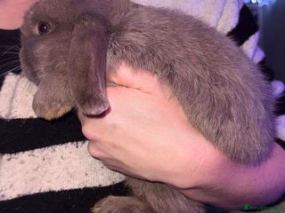 Mini Lop rabbits 🩷Beautiful Mini Lops🩷 ready now - Advert 9