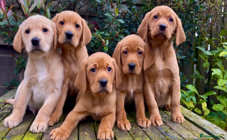 Labrador Retriever dogs - Advert 7