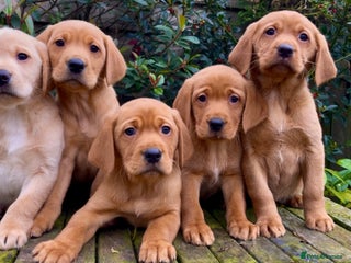 Labrador Retriever dogs - Advert 6