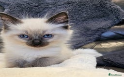 Ragdoll cats for sale: Stunning  ragdoll  kittens - Image 1