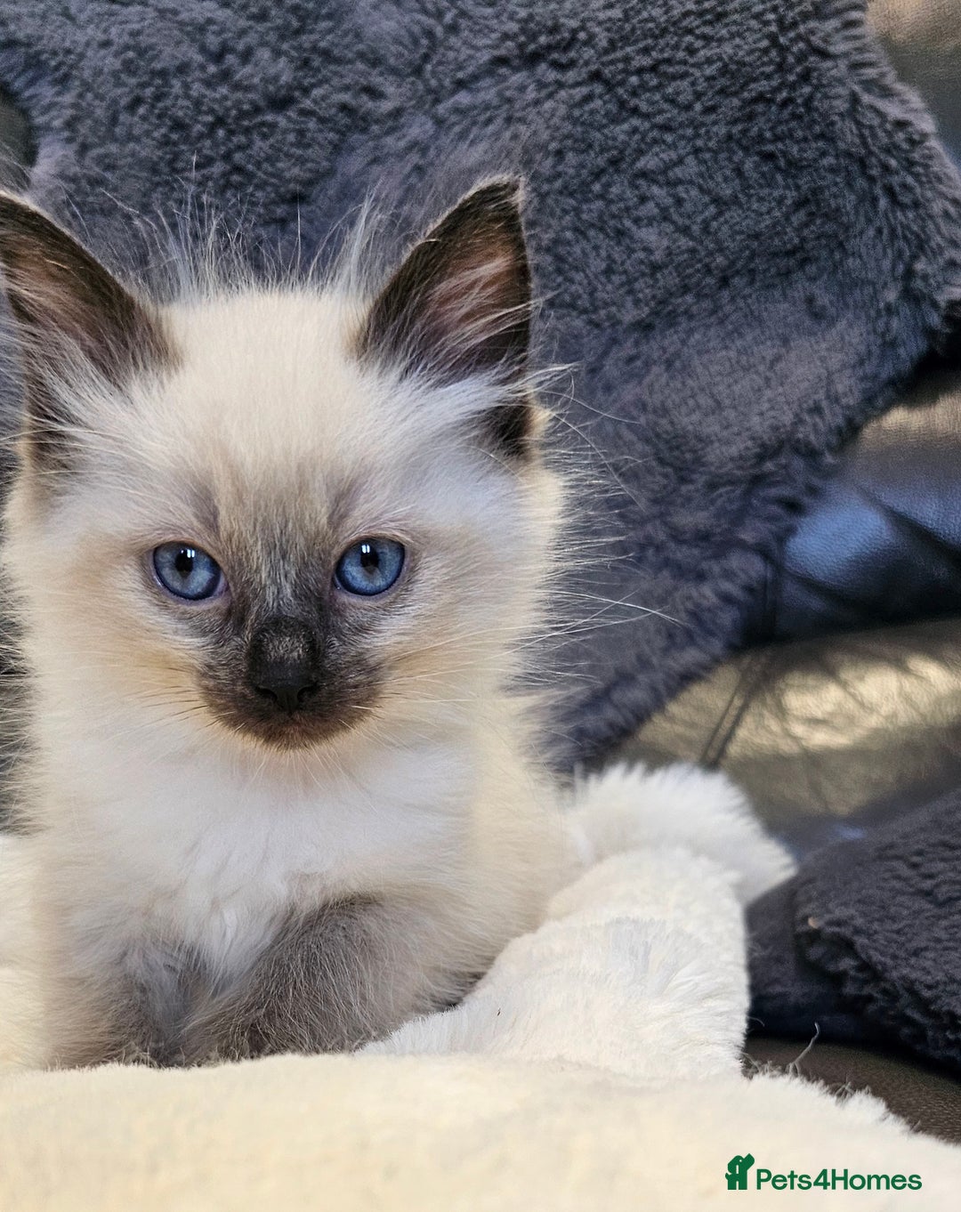 Ragdoll cats for sale: Stunning  ragdoll  kittens - Image 1