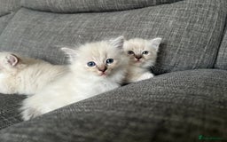 Ragdoll cats for sale: Amazing Ragdoll kittens 3 female 1 male - Image 14