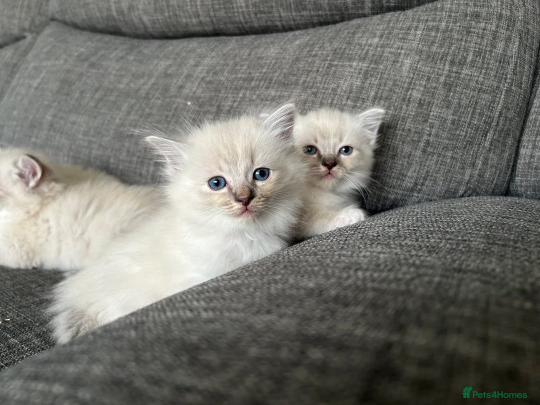Ragdoll cats for sale: Amazing Ragdoll kittens 3 female 1 male - Image 14