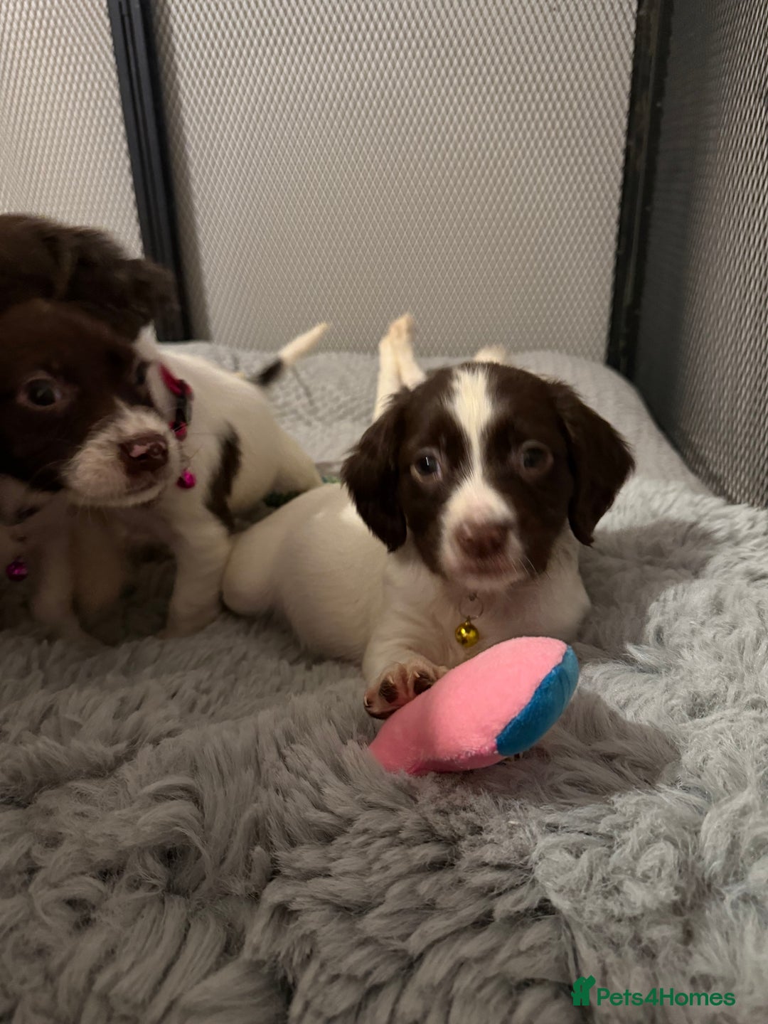 Cocker Spaniel dogs for sale: Cocker spaniel puppies ready for forever home - Advert 12