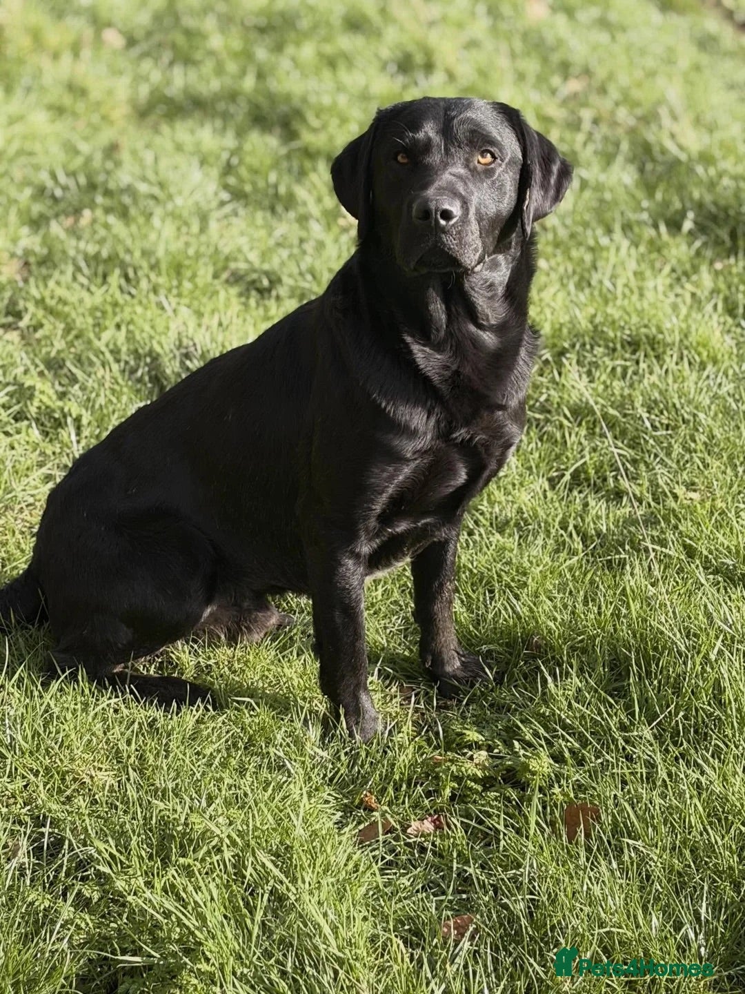 Labrador Retriever dogs NOW BEEN REHOMED !! Lab to rehome - Advert 3