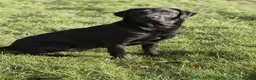 Labrador Retriever dogs for sale: NOW BEEN REHOMED !! Lab to rehome - Advert 1