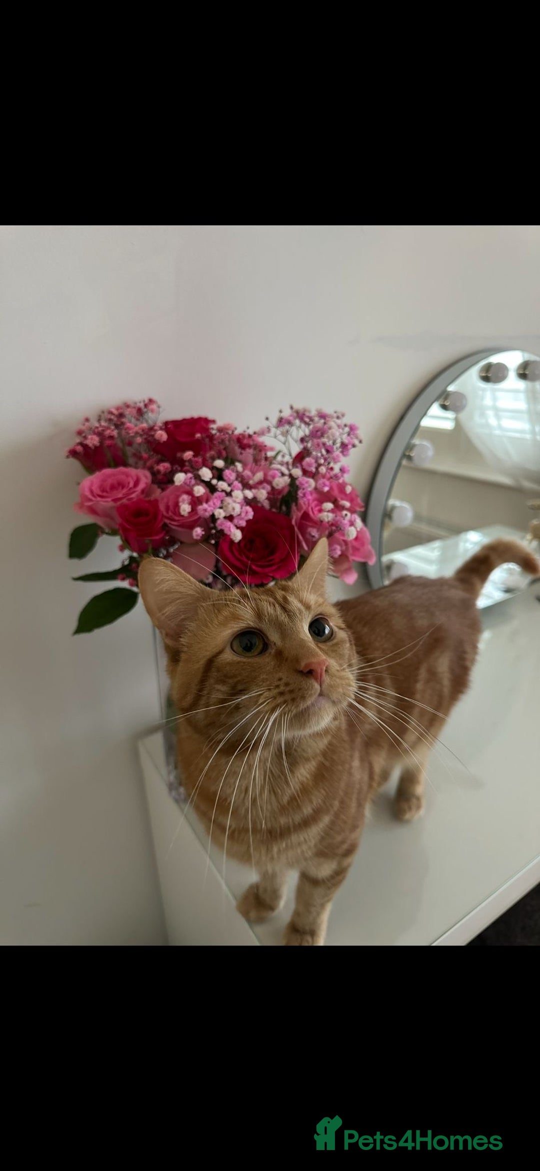 Mixed Breed cats for sale: 21 Month old Ginger Tabby Cat  - Advert 3