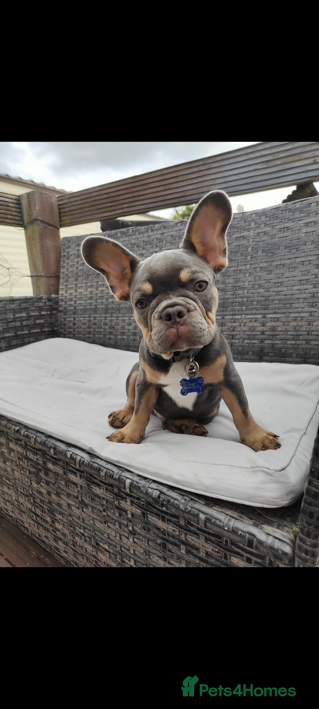 French Bulldog dogs for sale: This is teddy beautiful boy - Image 1