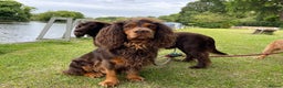 Cocker Spaniel dogs for stud: Choc & tan health tested working cocker in Doncaster - Advert 1