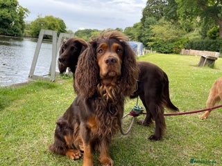 Cocker Spaniel dogs in Doncaster - Advert 37