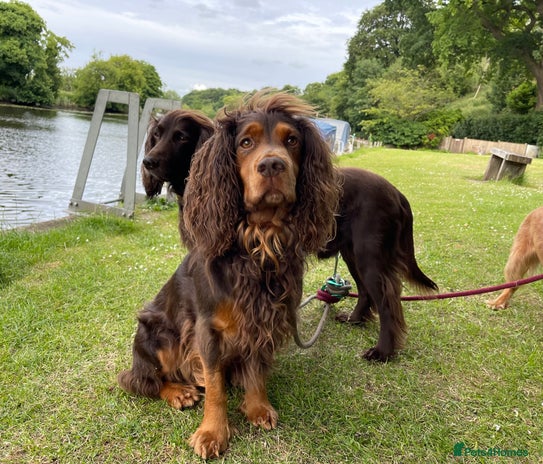 Cocker Spaniel dogs for stud in Doncaster - Advert 1