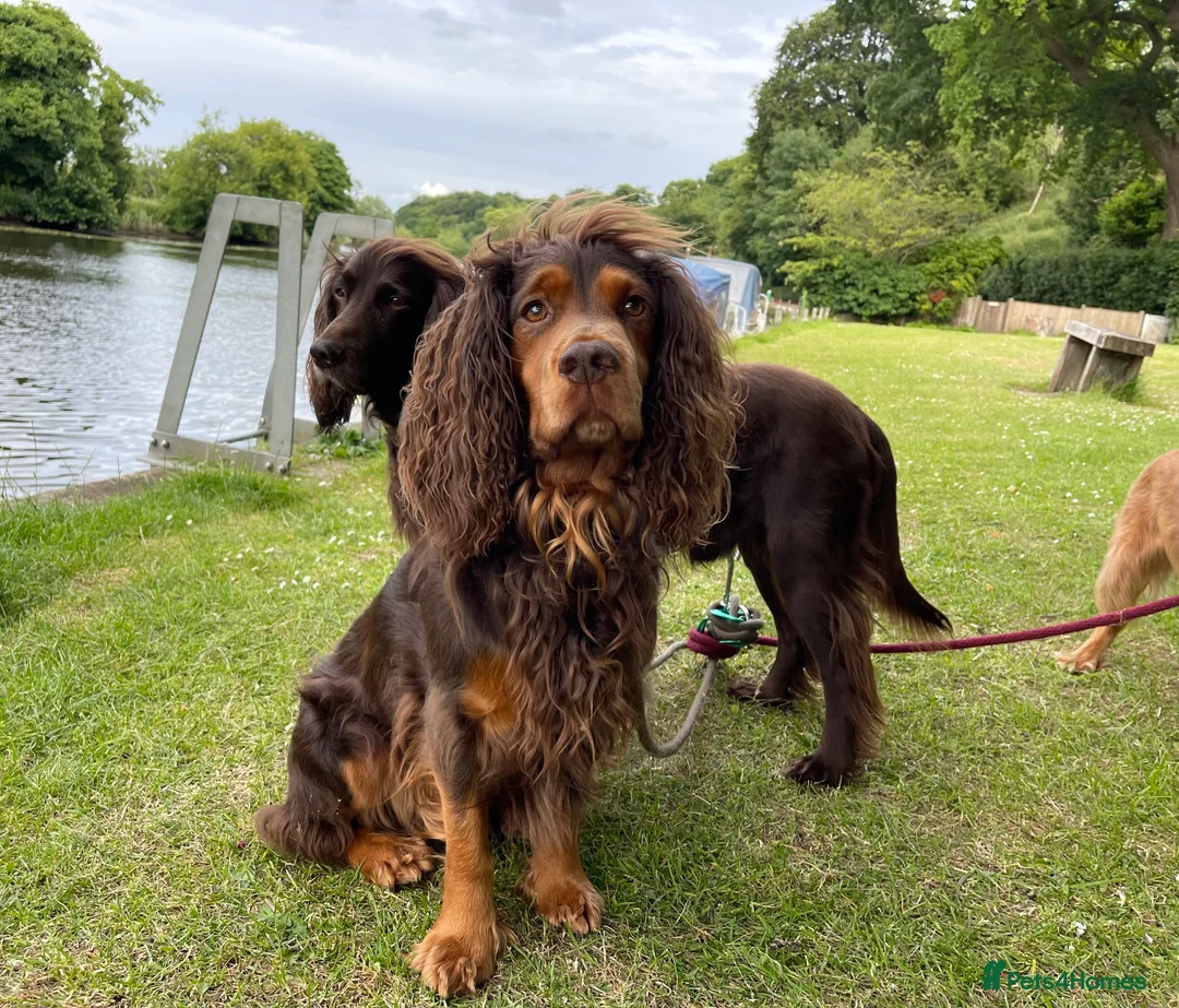 Cocker Spaniel dogs for stud: Choc & tan health tested working cocker in Doncaster - Advert 1