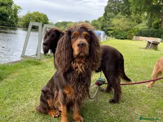 Cocker Spaniel dogs Choc & tan health tested working cocker in Doncaster - Advert 13