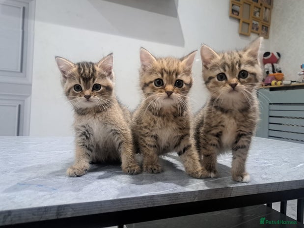 British Shorthair cats British short hair kittens (sale) - Advert 3
