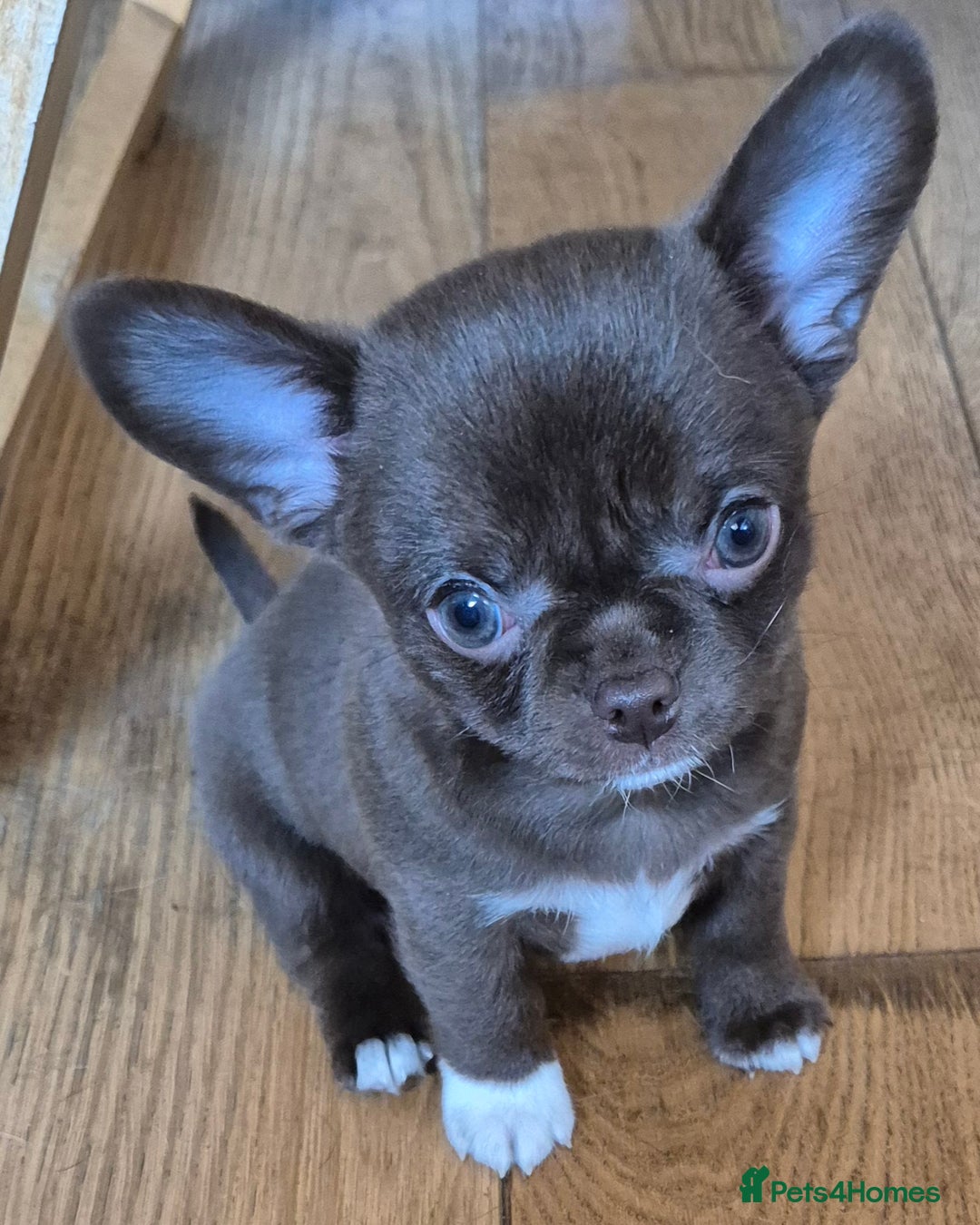 Chihuahua dogs for stud: KC lilac stud in Dagenham - Advert 21