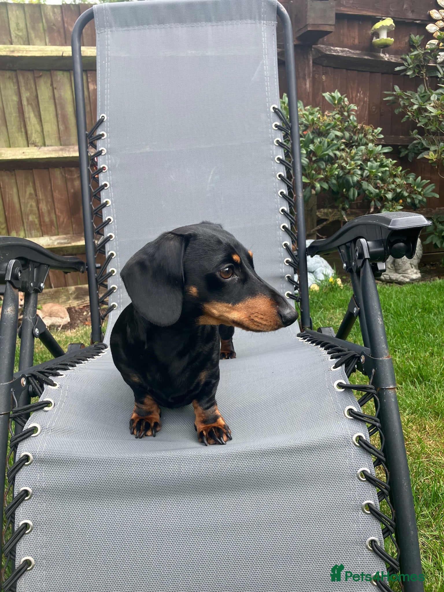 Miniature Dachshund dogs 💥 KC Registered Miniature dachshund STUD 💥 - Advert 4