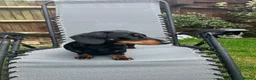 Miniature Dachshund dogs for stud: Miniature dachshund stud 18 champions in pedigree - Advert 1