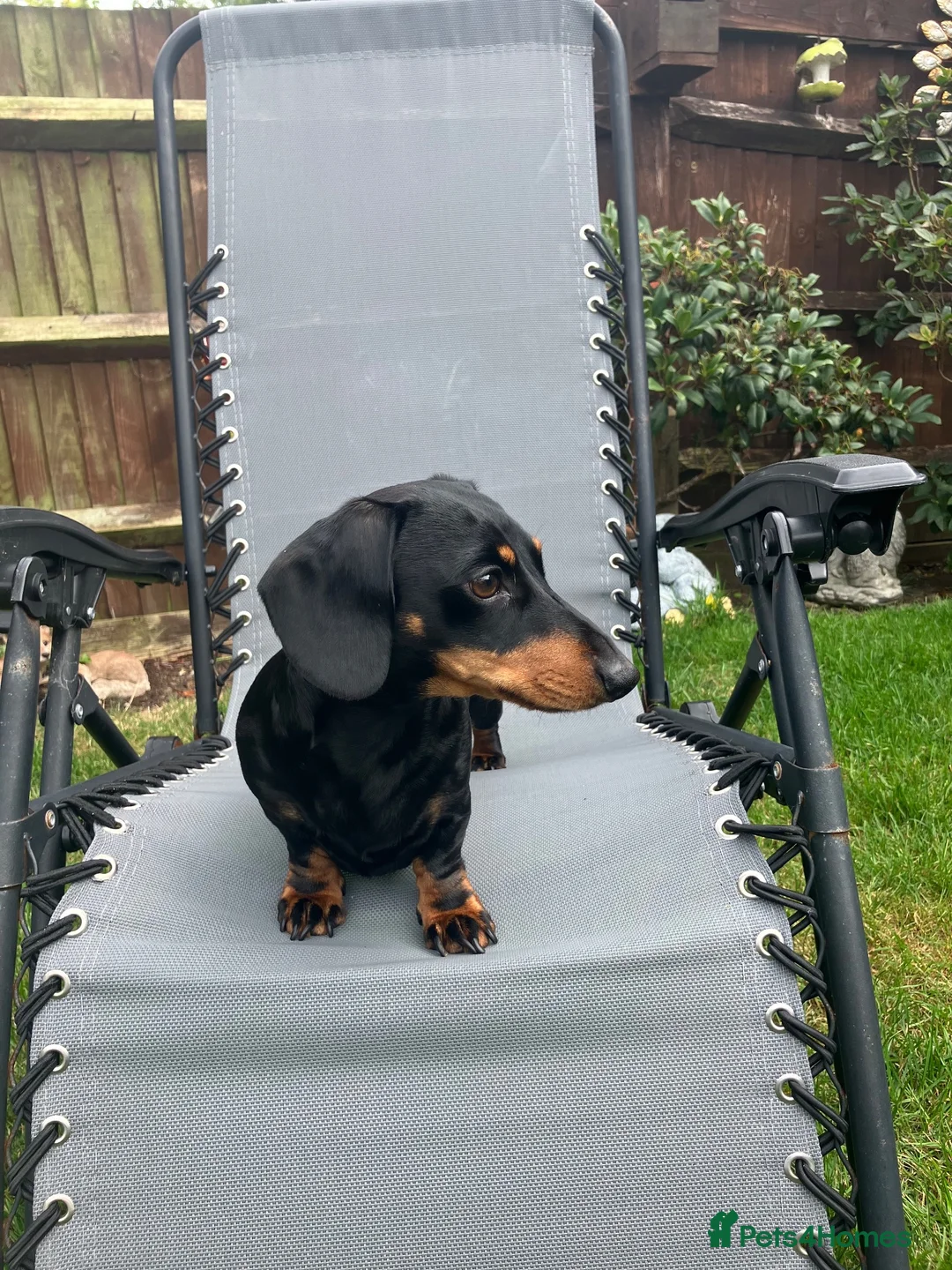 Miniature Dachshund dogs for stud: Miniature dachshund stud 18 champions in pedigree - Advert 1
