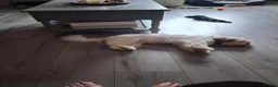 Mixed Breed dogs for sale: Mixed breed  - Advert 7