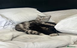 British Shorthair cats for sale: 2 Kittens Left - Image 11