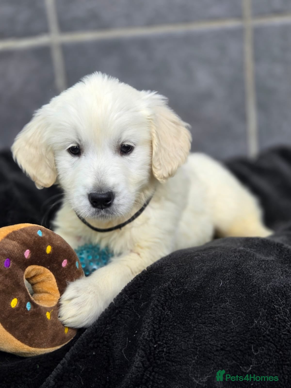 Golden Retriever dogs Gorgeous kc reg golden retrievers  - Advert 9