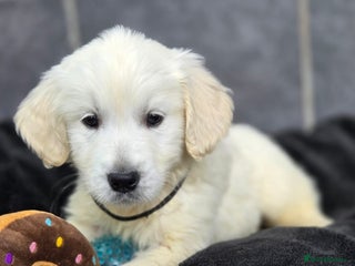 Golden Retriever dogs Gorgeous kc reg golden retrievers - Advert 9
