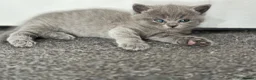 British Shorthair cats for sale: British shorthair blue /Adorable kittens  - Advert 16