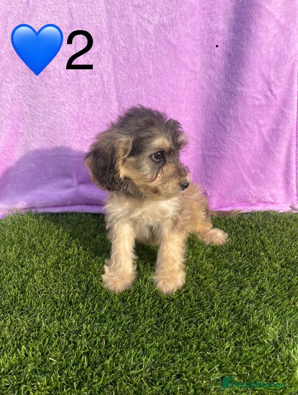 Cockapoo dogs for sale: ⭐️Beautiful Minature Cockapoos⭐️ - Advert 5