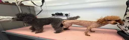 Toy Poodle dogs for sale: Pregnancy Confirmed KC Reg Toy Poodles  in Knaresborough - Advert 2