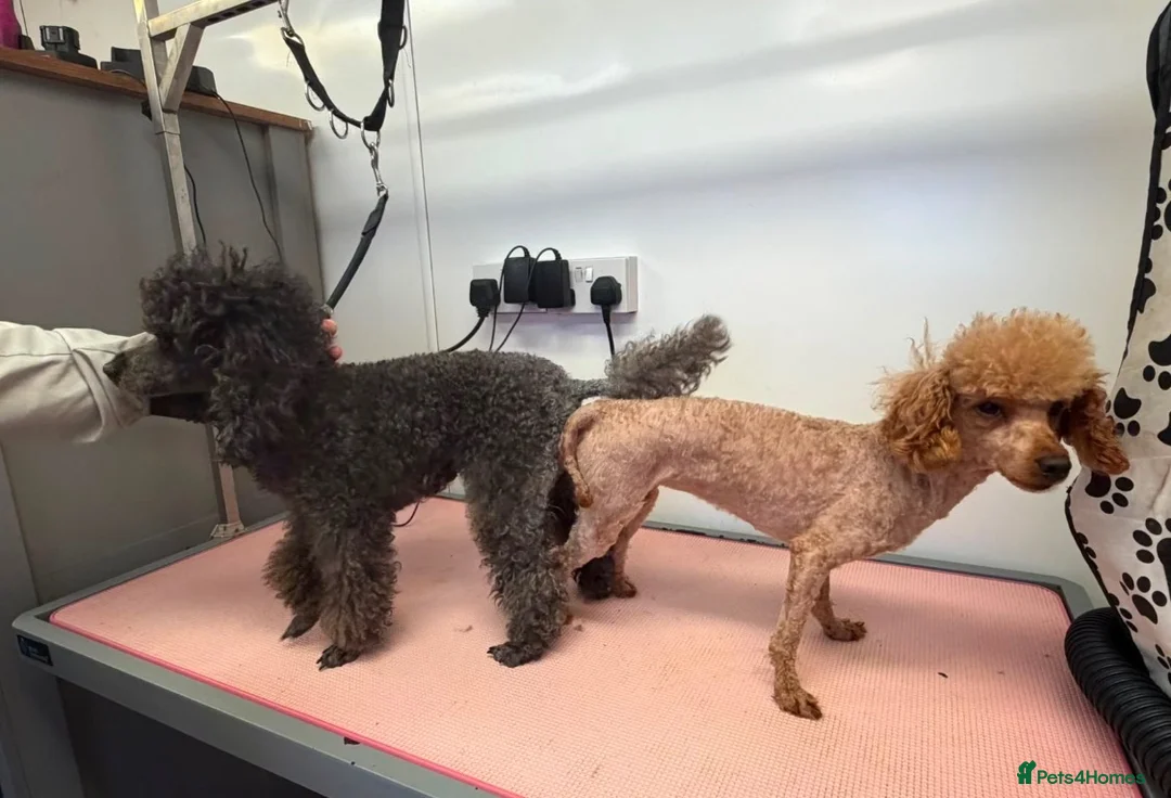 Toy Poodle dogs for sale: Pregnancy Confirmed KC Reg Toy Poodles  in Knaresborough - Advert 2