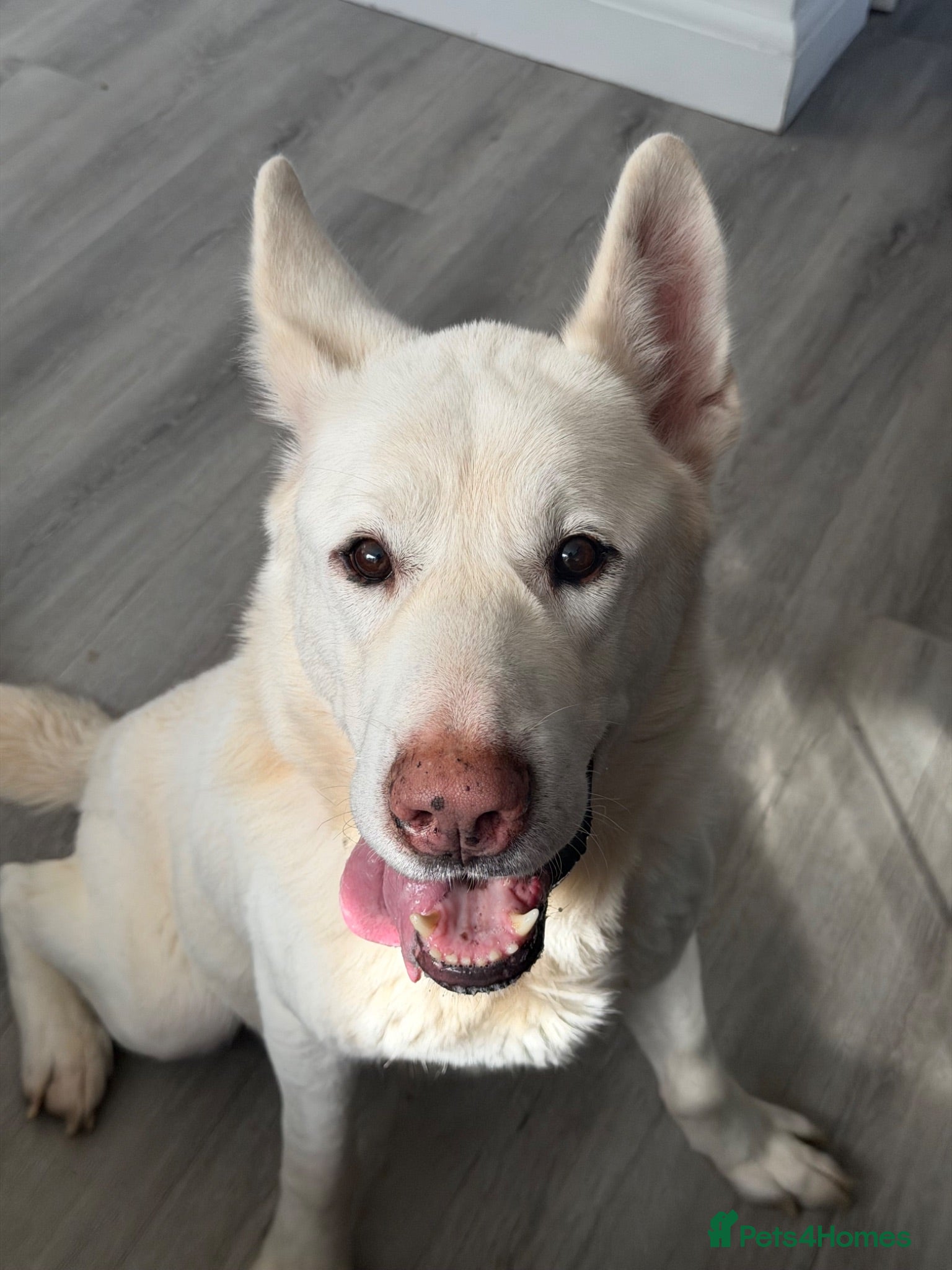 Mixed Breed dogs Ghost - Advert 11