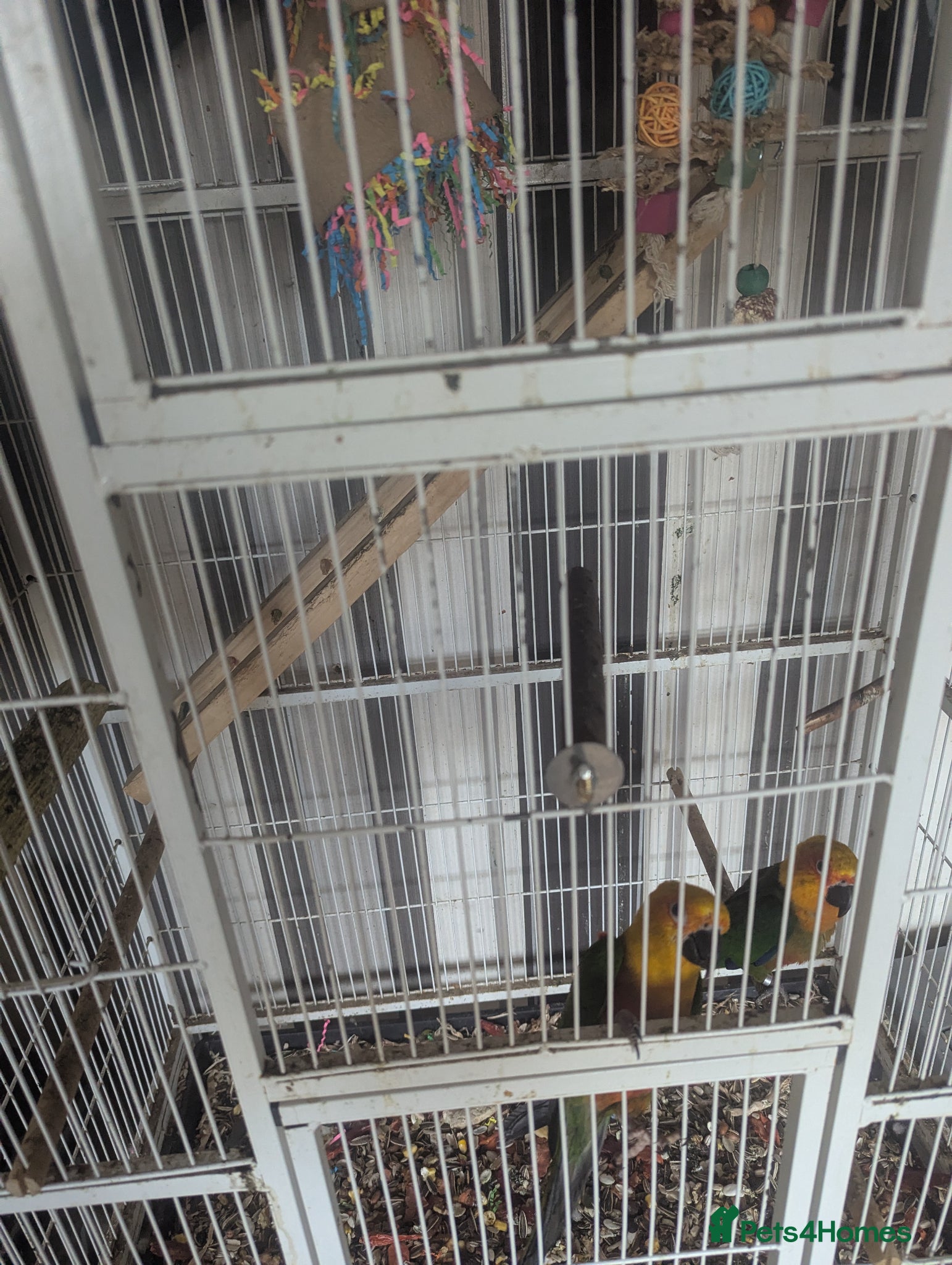 Conures birds Proven Breading pair - Advert 1