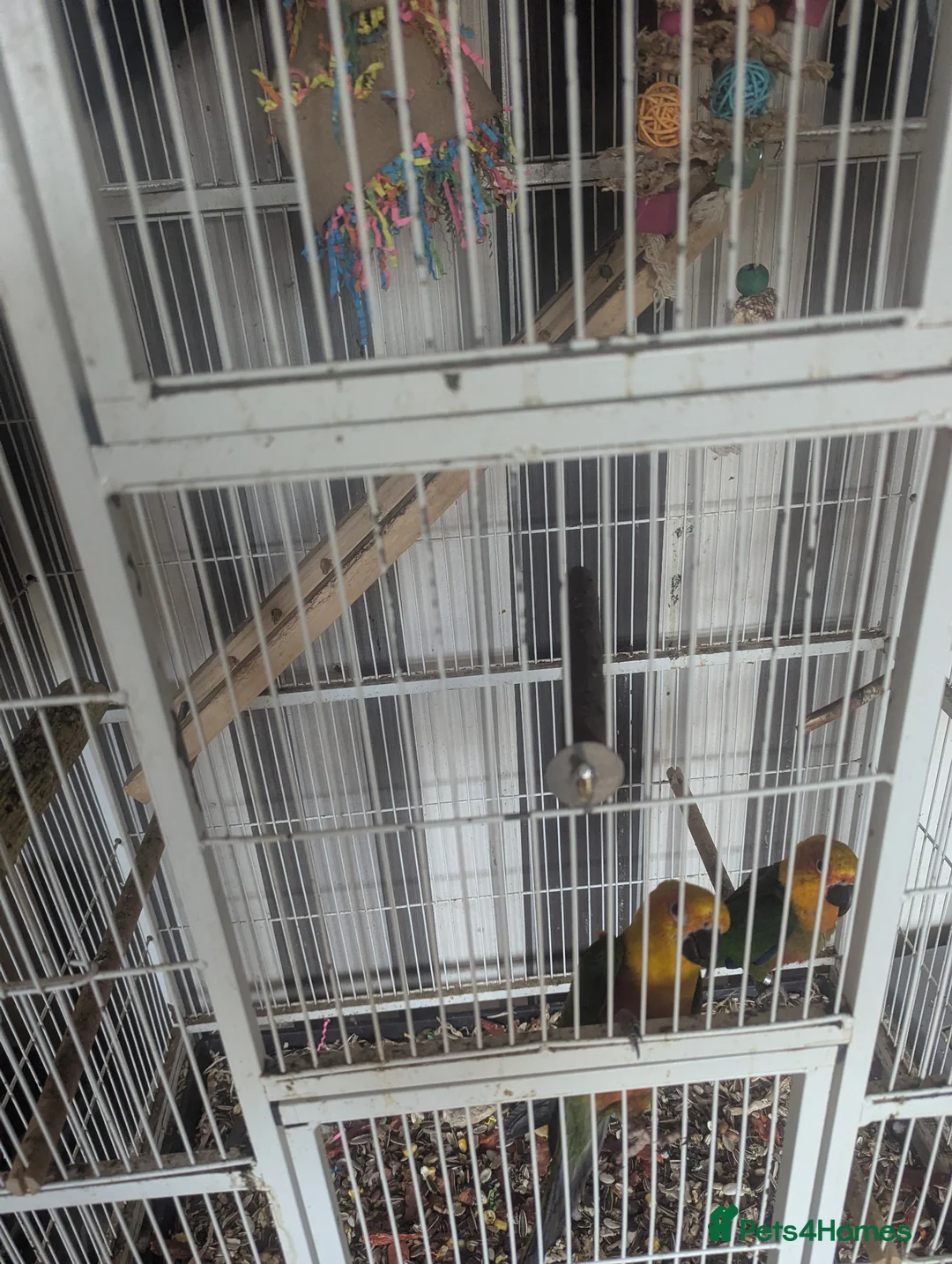 Conures birds for sale: Proven Breading pair in Leicester - Advert 1