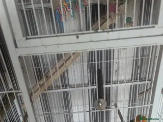 Conures birds Proven Breading pair - Advert 1