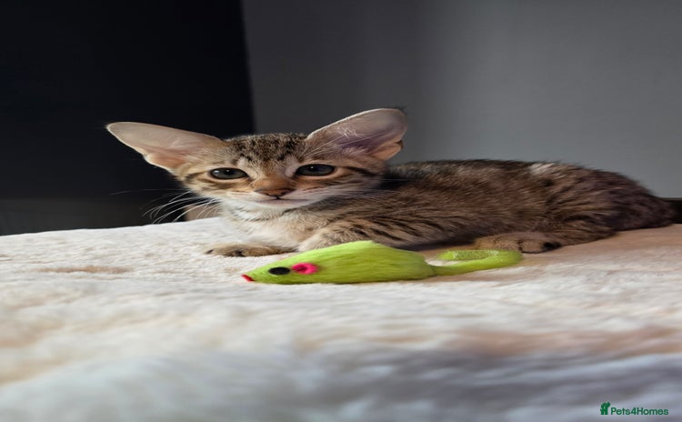 Savannah cats - Advert 3
