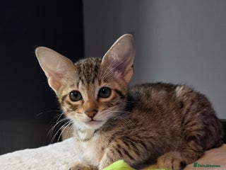Savannah cats - Advert 29
