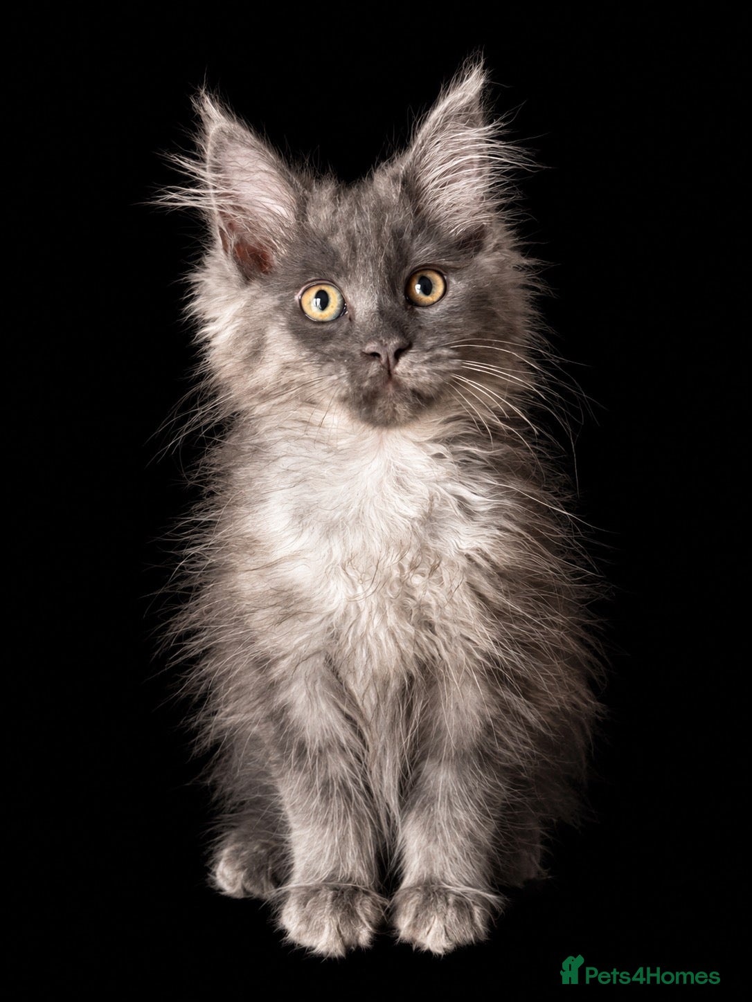 Maine Coon cats TICA ACTIVE MAINE COONS READY NOW  - Advert 2