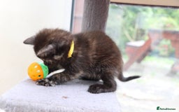 Mixed Breed cats for sale: Adorable Kittens Ready SOON - Image 3