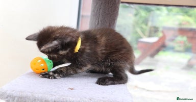 Mixed Breed cats - Advert 7