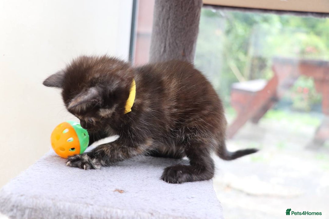 Mixed Breed cats for sale: Adorable Kittens Ready SOON - Image 3